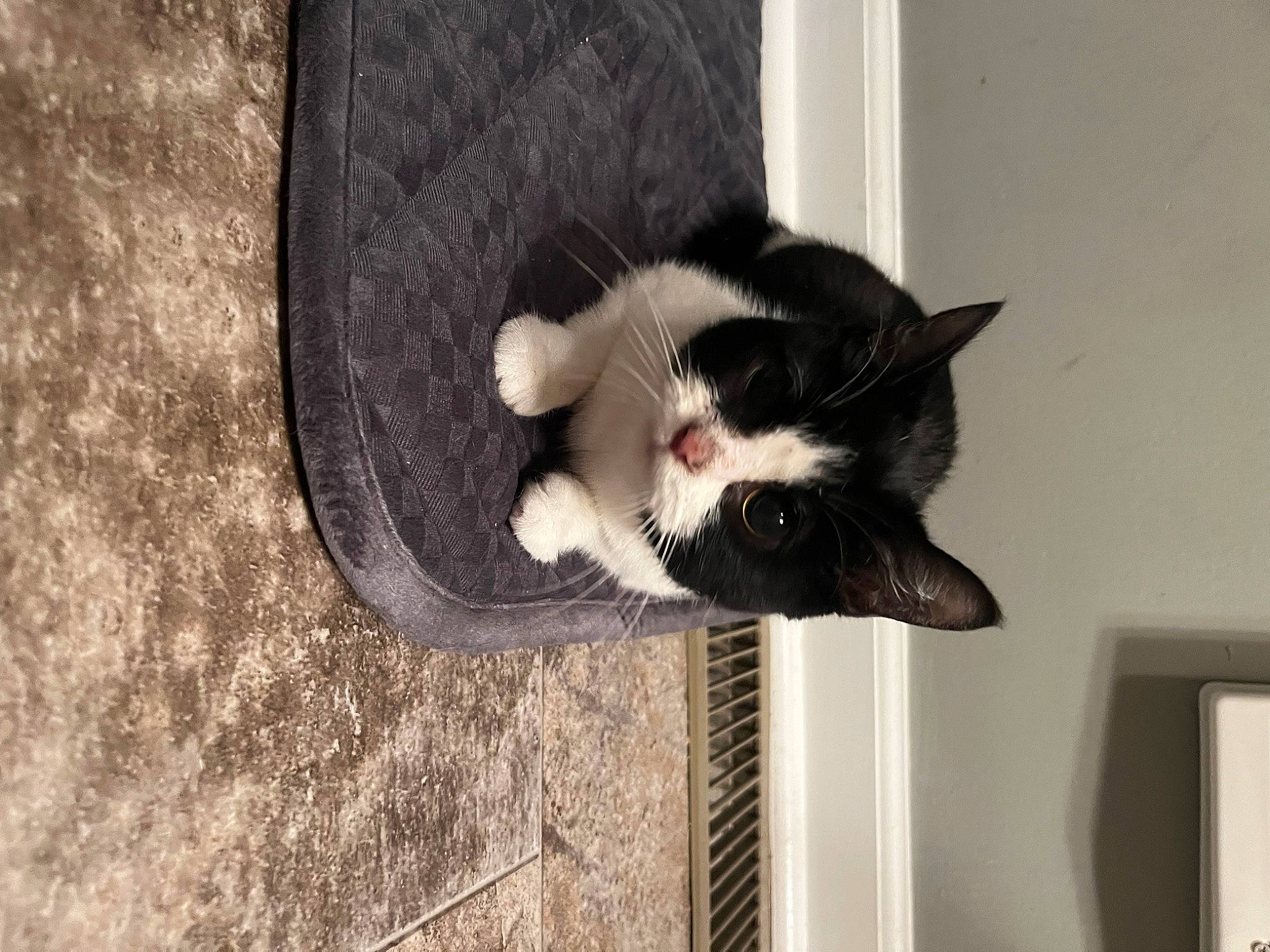 Peaches joined the competition — help win amazing prizes! canidae, carnivore, cat, claw, dog_breed, domestic_short_haired_cat, felidae, flooring, fur, grey, paw, small_to_medium_sized_cats, snout, sporting_group, tail, tree, whiskers, wood