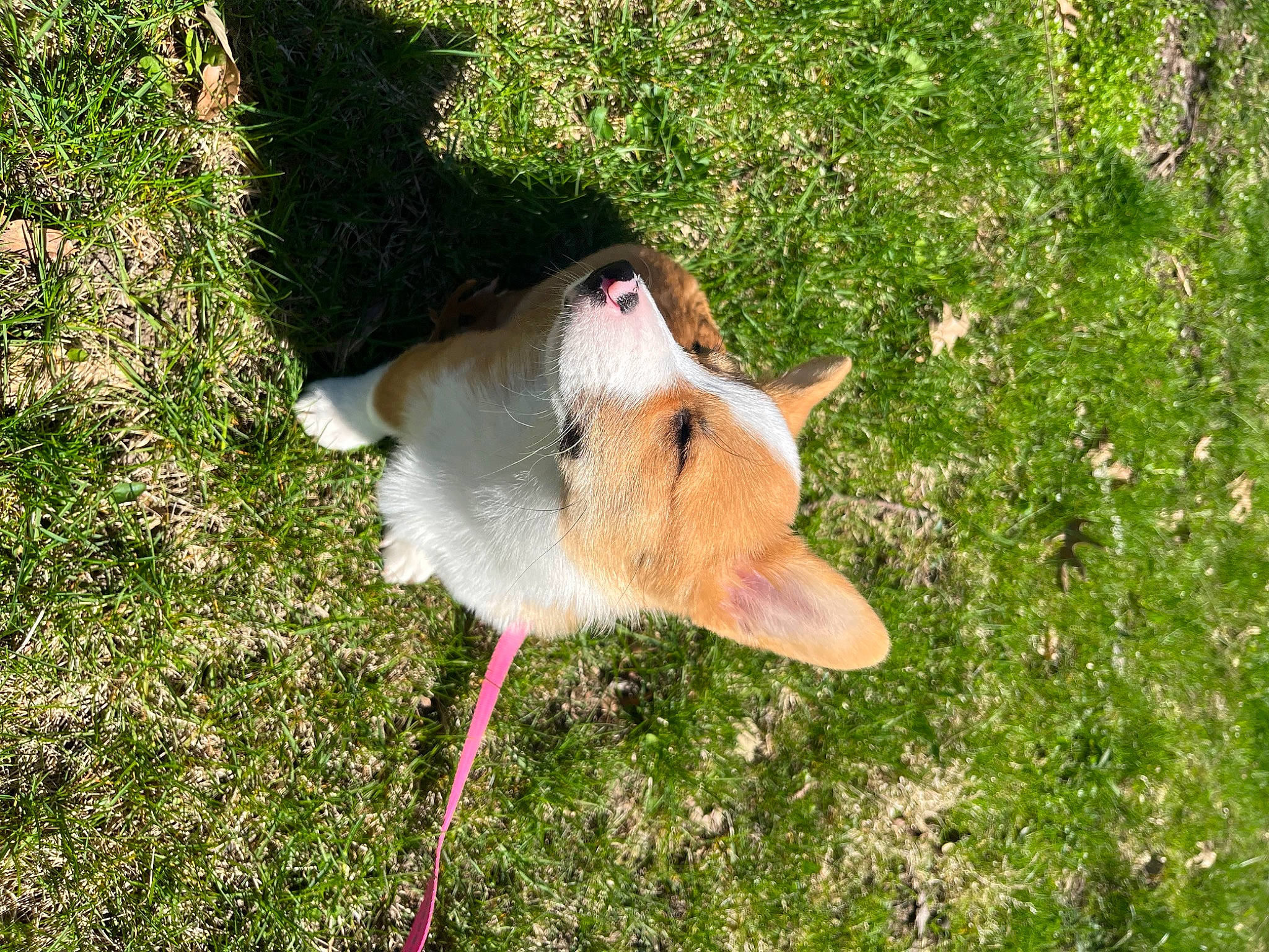 Peaches joined the competition — help win amazing prizes! ball, canidae, carnivore, collar, companion_dog, dog, dog_breed, dog_collar, fur, goats, grass, grass_family, grassland, pasture, plant, small_to_medium_sized_cats, tail, whiskers, wing, working_animal