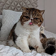 Romy a rejoint le concours — aidez-le/la à gagner de superbes lots ! cat, fluffy, tongue_out, grumpy_face, indoor, bed, white_bedspread, pillow, texture, feline, pet, domestic_cat, cute, funny_expression, close_up, fur, whiskers, ears, resting, home_interior