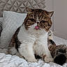 cat, fluffy, tongue_out, grumpy_face, indoor, bed, white_bedspread, pillow, texture, feline, pet, domestic_cat, cute, funny_expression, close_up, fur, whiskers, ears, resting, home_interior