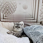 Shadow participe au concours pour gagner de l'argent avec cette photo : cat, gray_cat, tabby_cat, fluffy_blanket, cozy, indoor, pets, relaxed, furry, animal, cute, geometric_background, 3d_art, decor, soft_texture, resting, portrait, feline, pattern, modern_art