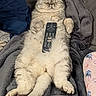 Shadow a rejoint le concours — aidez-le/la à gagner de superbes lots ! cat, fluffy, remote_control, blanket, sofa, relaxed, indoor, pet, sleeping, cozy, fur, paws, tail, feline, home, comfort, resting, casual, cute, animal