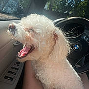 Peppermint joined the competition — help win amazing prizes! car_interior, companion, curly_fur, cute, dashboard, daylight, dog, lap, nature_outside, person, pet, relaxation, seat, side_mirror, steering_wheel, sunlight, trees, white_dog, window, yawning