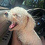 car_interior, companion, curly_fur, cute, dashboard, daylight, dog, lap, nature_outside, person, pet, relaxation, seat, side_mirror, steering_wheel, sunlight, trees, white_dog, window, yawning