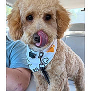 Gucci is registered to the contest to win money with this photo: dog, poodle, curly_fur, bandana, tongue_out, pet, animal, car_interior, seat, person, blue_shirt, cute, closeup, leash, playful, fluffy, brown_fur, pet_accessory, companion, indoors