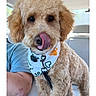 dog, poodle, curly_fur, bandana, tongue_out, pet, animal, car_interior, seat, person, blue_shirt, cute, closeup, leash, playful, fluffy, brown_fur, pet_accessory, companion, indoors
