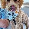 Gucci is registered to the contest to win money with this photo: dog, poodle, curly_fur, bandana, pet, car_interior, seat, licking_nose, cute, fluffy, animal, companion, domestic_animal, mammal, sitting, closeup, leash, paw_print, heart_shape, person_arm
