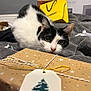 Hammy Mchammington joined the competition — help win amazing prizes! cat, black_and_white, gift_box, wrapping_paper, holiday, present, tag, string, blanket, cozy, indoor, curious, pet, animal, fur, whiskers, ears, bedroom, soft, relaxing