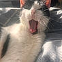 Hammy Mchammington is registered to the contest to win money with this photo: cat, black_and_white, yawning, whiskers, ears, fur, pet, animal, bed, blanket, cozy, indoor, sunlight, closeup, mouth, tongue, sleepy, relaxed, cute, feline