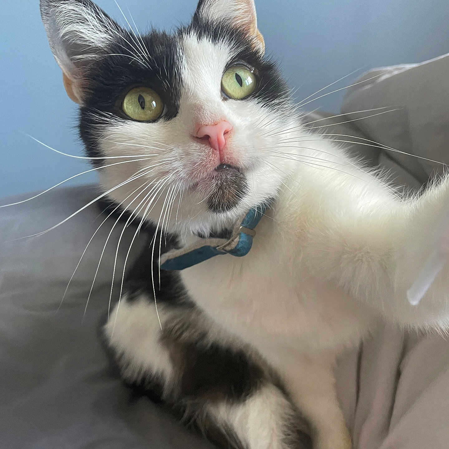 Hammy Mchammington joined the competition — help win amazing prizes! animal, bed, black_and_white, cat, close_up, collar, curious, cute, domestic, feline, gray_bedspread, green_eyes, indoor, pet, pink_nose, portrait, reaching_out, relaxed, soft_light, whiskers