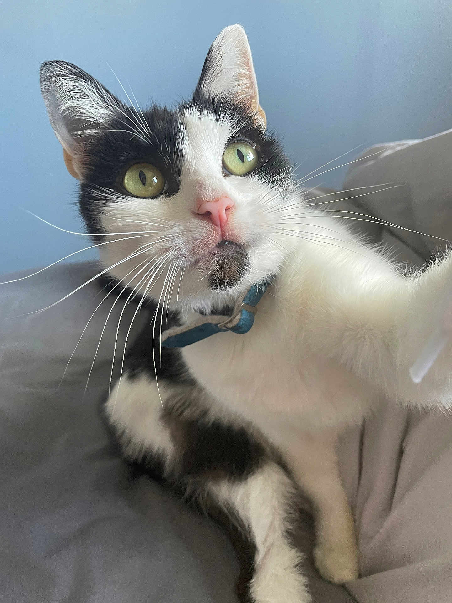 Hammy Mchammington joined the competition — help win amazing prizes! cat, black_and_white, green_eyes, pink_nose, whiskers, collar, bed, gray_bedspread, indoor, close_up, feline, pet, curious, reaching_out, soft_light, relaxed, portrait, animal, domestic, cute