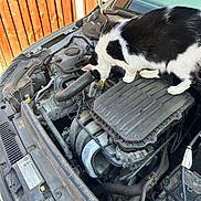 Hammy Mchammington joined the competition — help win amazing prizes! cat, car, engine, engine_bay, hood_open, black_and_white, curious, pet, animal, outdoor, wooden_fence, metal, vehicle, mechanical, inspection, automobile, feline, domestic_cat, curiosity, transportation