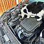 cat, car, engine, engine_bay, hood_open, black_and_white, curious, pet, animal, outdoor, wooden_fence, metal, vehicle, mechanical, inspection, automobile, feline, domestic_cat, curiosity, transportation