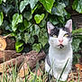 cat, black_and_white, animal, pet, outdoor, grass, ivy, leaves, logs, nature, yellow_eyes, pink_nose, fur, whiskers, closeup, curious, alert, sunlight, garden, mammal