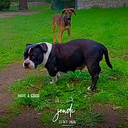 Ness Et Belle participe au concours pour gagner de l'argent avec cette photo : dog, dogs, bulldog, brown_dog, black_and_white_dog, outdoor, park, grass, lawn, stone_wall, trees, greenery, standing, pet, canine, animal, portrait, nature, text_overlay, daylight
