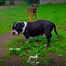 dog, dogs, bulldog, brown_dog, black_and_white_dog, outdoor, park, grass, lawn, stone_wall, trees, greenery, standing, pet, canine, animal, portrait, nature, text_overlay, daylight