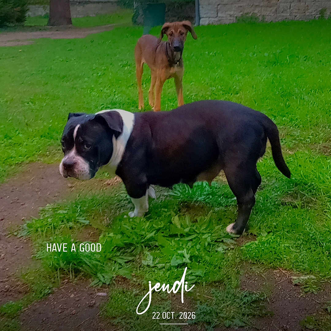 Ness Et Belle participe au concours pour gagner de l'argent avec cette photo : dog, dogs, bulldog, brown_dog, black_and_white_dog, outdoor, park, grass, lawn, stone_wall, trees, greenery, standing, pet, canine, animal, portrait, nature, text_overlay, daylight