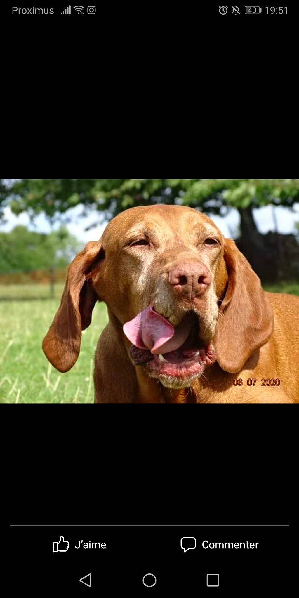 Lucy participe au concours pour gagner de l'argent avec cette photo : brown, canidae, carnivore, companion_dog, dog, dog_breed, fawn, hunting_dog, jaw, liver, mammal, pointing_breed, snout, sporting_group, terrestrial_animal, tongue, vertebrate, vizsla, working_animal, wrinkle