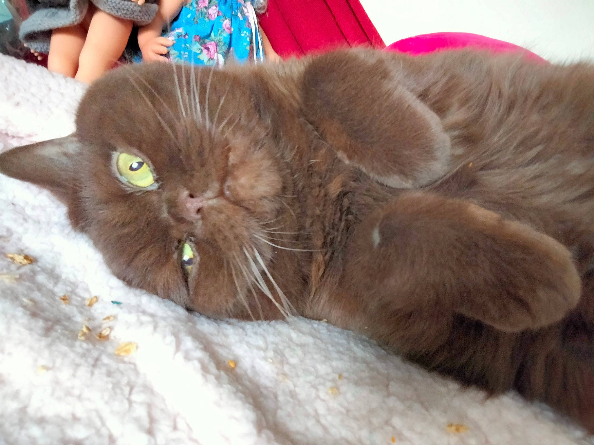 Geisha participe au concours pour gagner de l'argent avec cette photo : carnivore, cat, claw, comfort, domestic_short_haired_cat, felidae, fur, liver, small_to_medium_sized_cats, snout, terrestrial_animal, whiskers