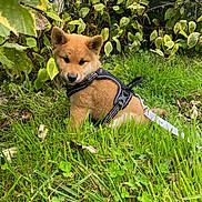 Ayumi a rejoint le concours — aidez-le/la à gagner de superbes lots ! puppy, dog, grass, greenery, leafy_plants, outdoor, pet, harness, cute, young_dog, nature, animal, sitting, curious, fur, leash, closeup, daylight, small_dog, adorable