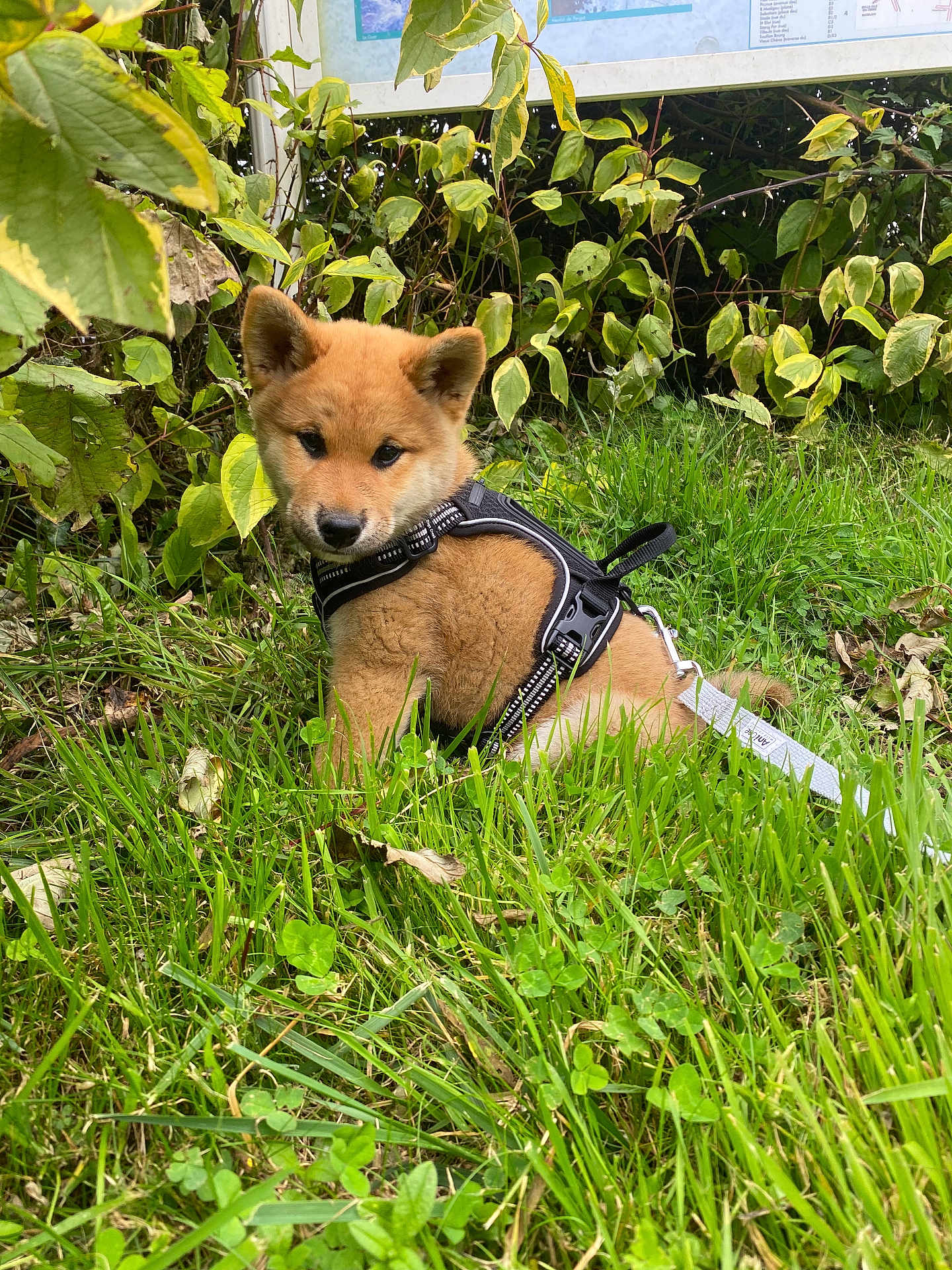 Ayumi a rejoint le concours — aidez-le/la à gagner de superbes lots ! puppy, dog, grass, greenery, leafy_plants, outdoor, pet, harness, cute, young_dog, nature, animal, sitting, curious, fur, leash, closeup, daylight, small_dog, adorable