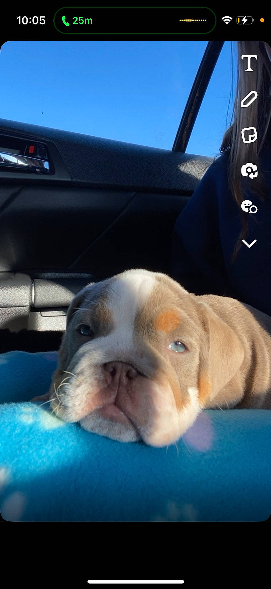 Rue is registered to the contest to win money with this photo: auto_part, automotive_exterior, car, car_seat, carnivore, comfort, companion_dog, dog, dog_breed, family_car, fawn, motor_vehicle, sky, snout, vehicle, vehicle_door, whiskers, windshield, working_animal, wrinkle