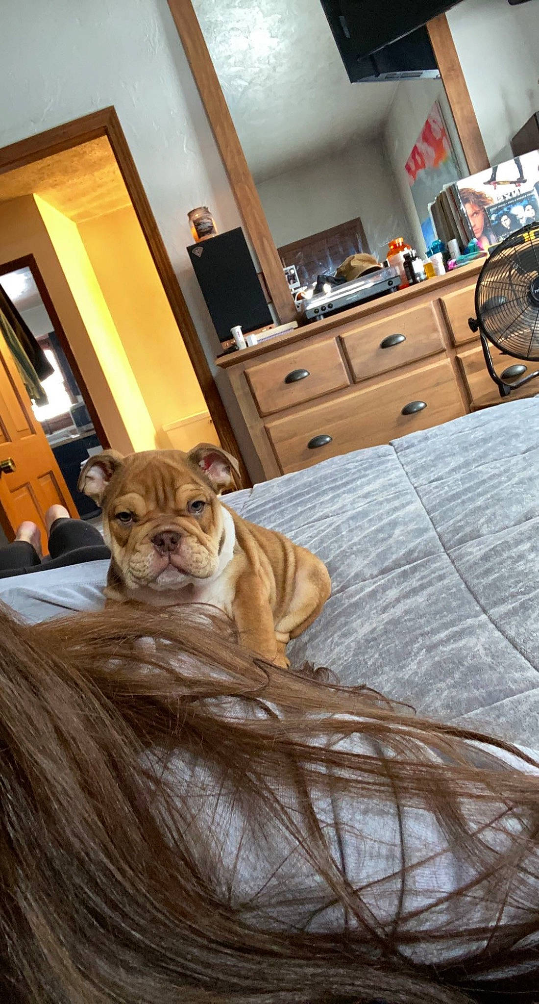 Gus joined the competition — help win amazing prizes! big_cats, cabinetry, carnivore, chair, chest_of_drawers, comfort, companion_dog, dog_breed, drawer, dresser, fawn, felidae, floor, flooring, hardwood, houseplant, interior_design, picture_frame, terrestrial_animal, wood