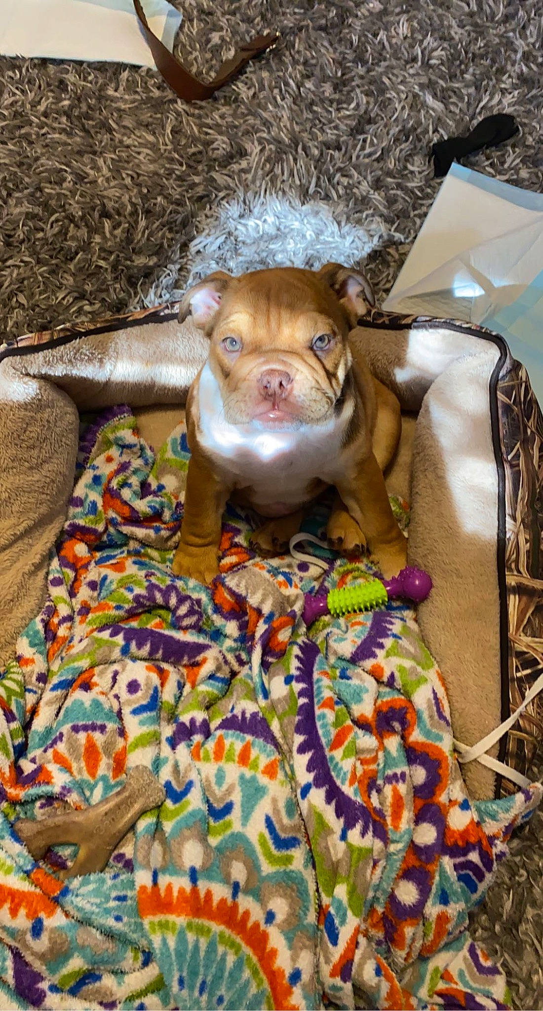 Gus joined the competition — help win amazing prizes! art, fawn, fun, jewellery, livestock, snout, temple, terrestrial_animal, toy, tradition, visual_arts, working_animal