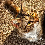 Hazel joined the competition — help win amazing prizes! cat, tabby_cat, yellow_eyes, curious, fluffy_tail, whiskers, carpet, indoor, pet, feline, close_up, looking_up, soft_fur, domestic_animal, mammal, animal, cute, home, portrait, young_cat
