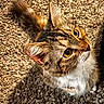 cat, tabby_cat, yellow_eyes, curious, fluffy_tail, whiskers, carpet, indoor, pet, feline, close_up, looking_up, soft_fur, domestic_animal, mammal, animal, cute, home, portrait, young_cat