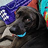 Bear is registered to the contest to win money with this photo: dog, black_dog, pet, canine, animal, portrait, close_up, lying_down, couch, sofa, blue_ball, toy, playing, brown_eyes, floppy_ears, black_fur, indoor, living_room, blanket, cushion