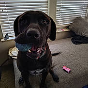 Bear joined the competition — help win amazing prizes! dog, black_dog, pet, animal, sitting, couch, blue_ball, toy, indoors, living_room, window, blinds, pillow, blanket, carpet, dark_fur, open_mouth, teeth, portrait, playful
