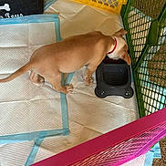 Draco is registered to the contest to win money with this photo: puppy, dog, pet, feeding, food_bowl, red_collar, playpen, pee_pad, training_pad, plastic_gate, yellow_gate, pink_gate, green_gate, indoor, carpet, toy_box, mat, kibble, small_dog, cute