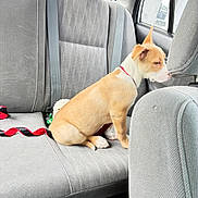 Draco joined the competition — help win amazing prizes! back_seat, canine, car_interior, collar, dog, domestic_animal, fabric, gray, headrest, leash, looking_out, pet, profile, puppy, red, seat_belt, sitting, toy, travel, window