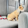 back_seat, canine, car_interior, collar, dog, domestic_animal, fabric, gray, headrest, leash, looking_out, pet, profile, puppy, red, seat_belt, sitting, toy, travel, window