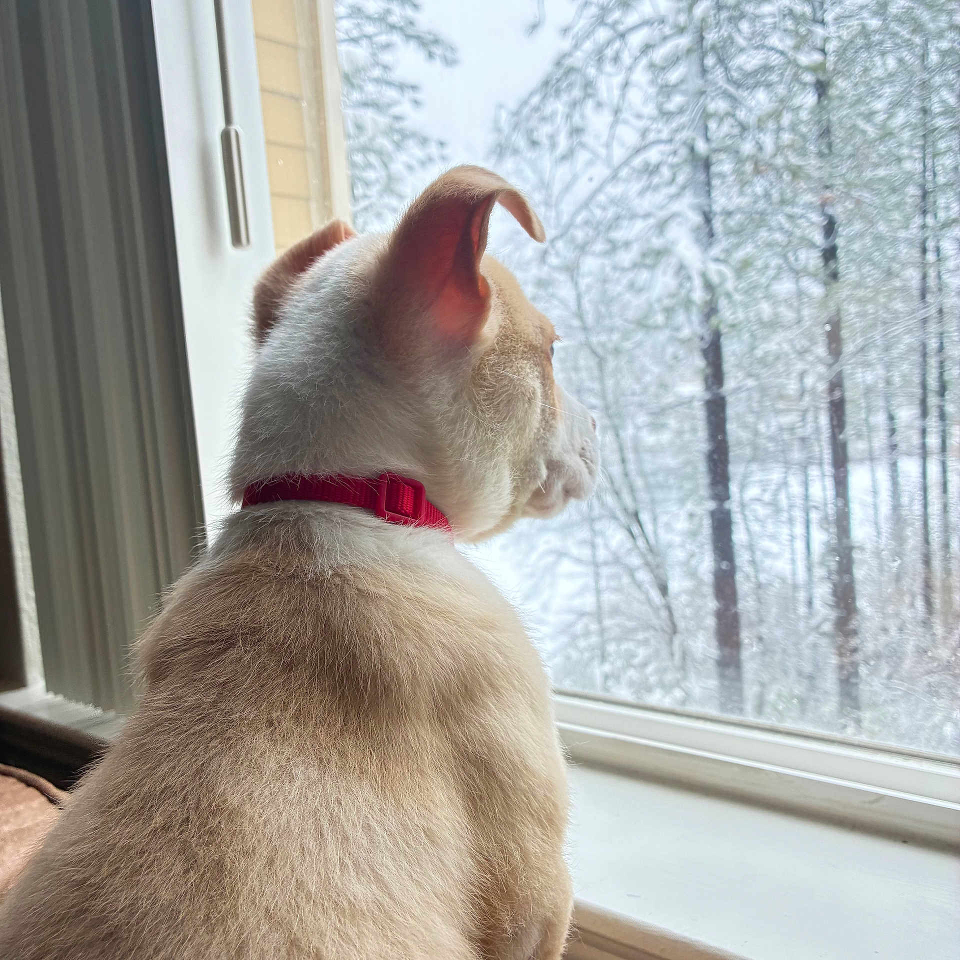 Draco joined the competition — help win amazing prizes! cat, pet, window, snow, winter, red_collar, collar, looking_out, side_profile, indoor, sitting, fur, ears, back, windowsill, forest, trees, cold, cozy, domestic_cat