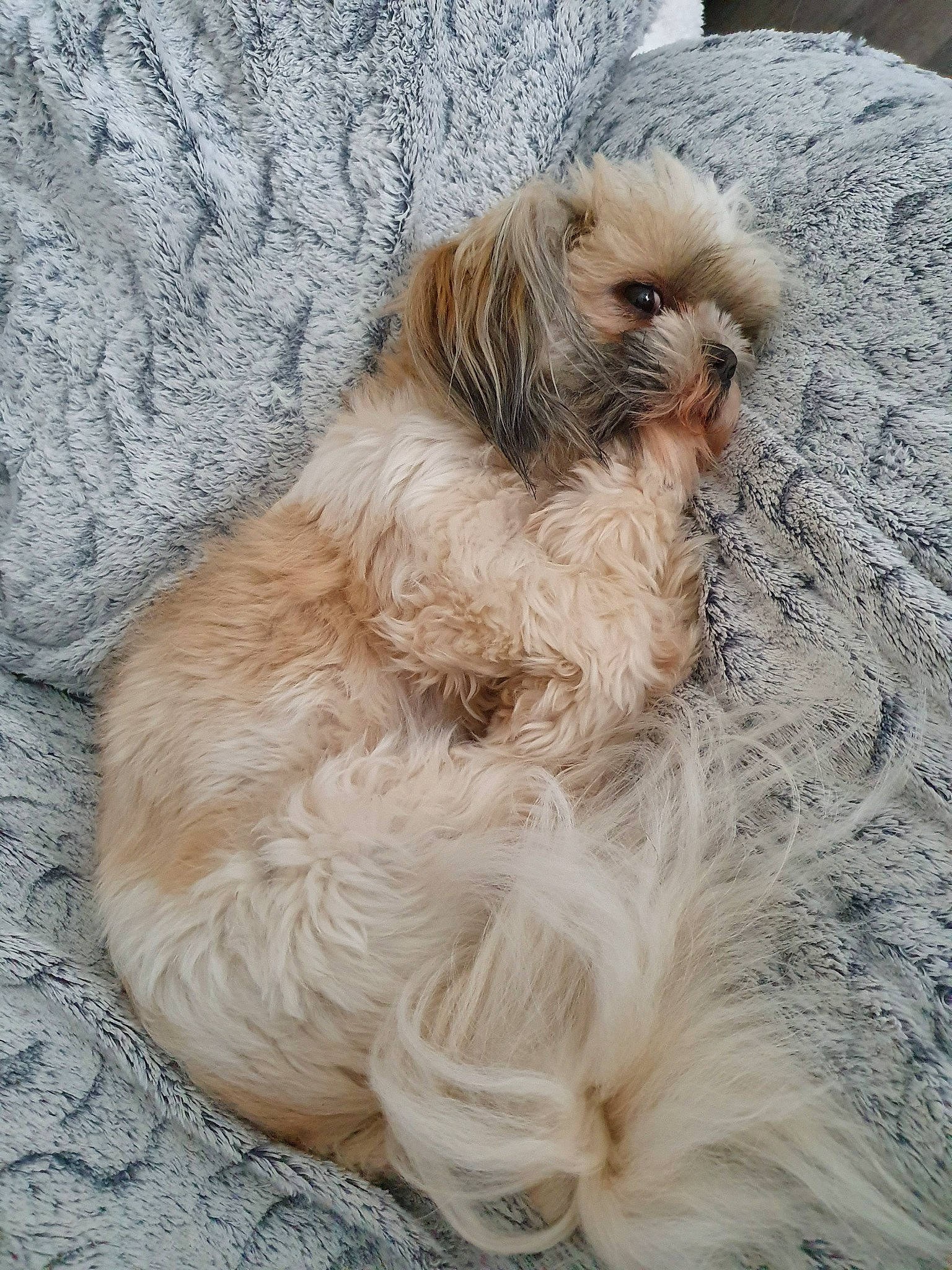 Ophelie a rejoint le concours — aidez-le/la à gagner de superbes lots ! canidae, carnivore, cavapoo, chinese_imperial_dog, companion_dog, dog, dog_breed, fur, lhasa_apso, liver, lowchen, mammal, pekapoo, poodle_crossbreed, puppy, rare_breed_dog, shih_tzu, sporting_group, toy_dog, vertebrate