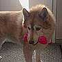 dog, toy, bone, indoor, light, door, carpet, fur, pet, animal, standing, playful, brown, white, fluffy, closeup, house, cute, domestic, companion