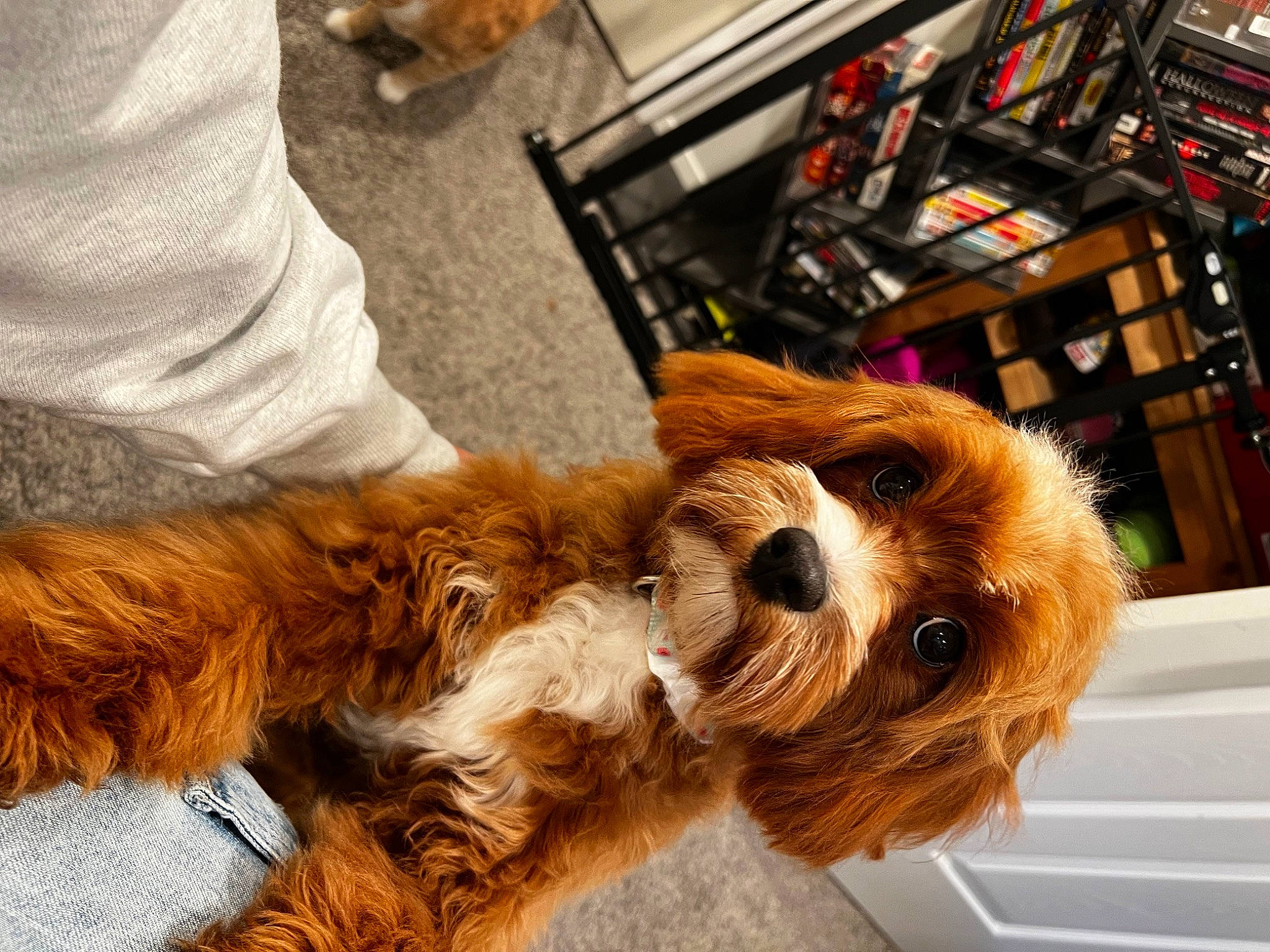 Eleanor joined the competition — help win amazing prizes! carnivore, cavalier_king_charles_spaniel, collar, companion_dog, dog, dog_breed, dog_collar, eyewear, fawn, fur, hat, liver, luggage_and_bags, pet_supply, snout, spaniel, terrier, toy_dog, whiskers, wood