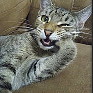 Piggy is registered to the contest to win money with this photo: animal, bite, brown, cat, closeup, couch, cozy, cute, feline, fur, indoor, mischievous, paw, pet, playful, relaxed, resting, tabby, whiskers, winking