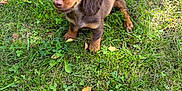 Iko participe au concours pour gagner de l'argent avec cette photo : puppy, dog, dachshund, grass, greenery, outdoor, pet, animal, cute, young, brown, ears, fur, nature, leaf, sitting, adorable, small, eyes, snout