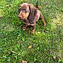 puppy, dog, dachshund, grass, greenery, outdoor, pet, animal, cute, young, brown, ears, fur, nature, leaf, sitting, adorable, small, eyes, snout