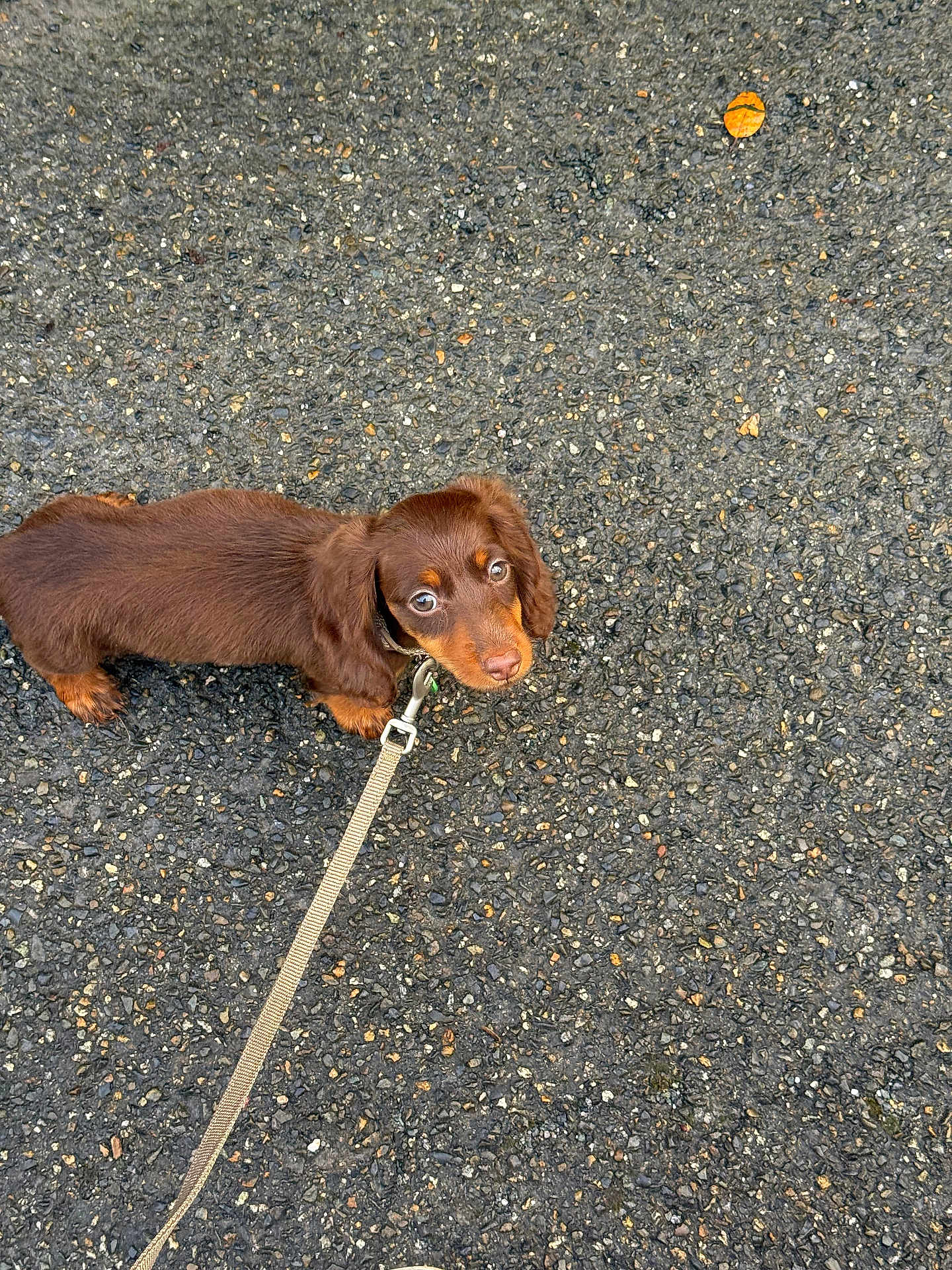 Iko