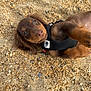 Iko a rejoint le concours — aidez-le/la à gagner de superbes lots ! puppy, dog, dachshund, brown_dog, harness, sand, pebbles, outdoor, pet, cute, lying_down, animal, canine, young_dog, looking_up, small_dog, playful, close_up, nature, adorable