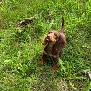 Iko participe au concours pour gagner de l'argent avec cette photo : puppy, dog, grass, outdoor, greenery, cute, tongue_out, floppy_ears, small_dog, nature, young_animal, pet, playful, sunlight, animal, adorable, sitting, brown_fur, leaf, ground