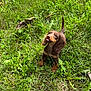 puppy, dog, grass, outdoor, greenery, cute, tongue_out, floppy_ears, small_dog, nature, young_animal, pet, playful, sunlight, animal, adorable, sitting, brown_fur, leaf, ground