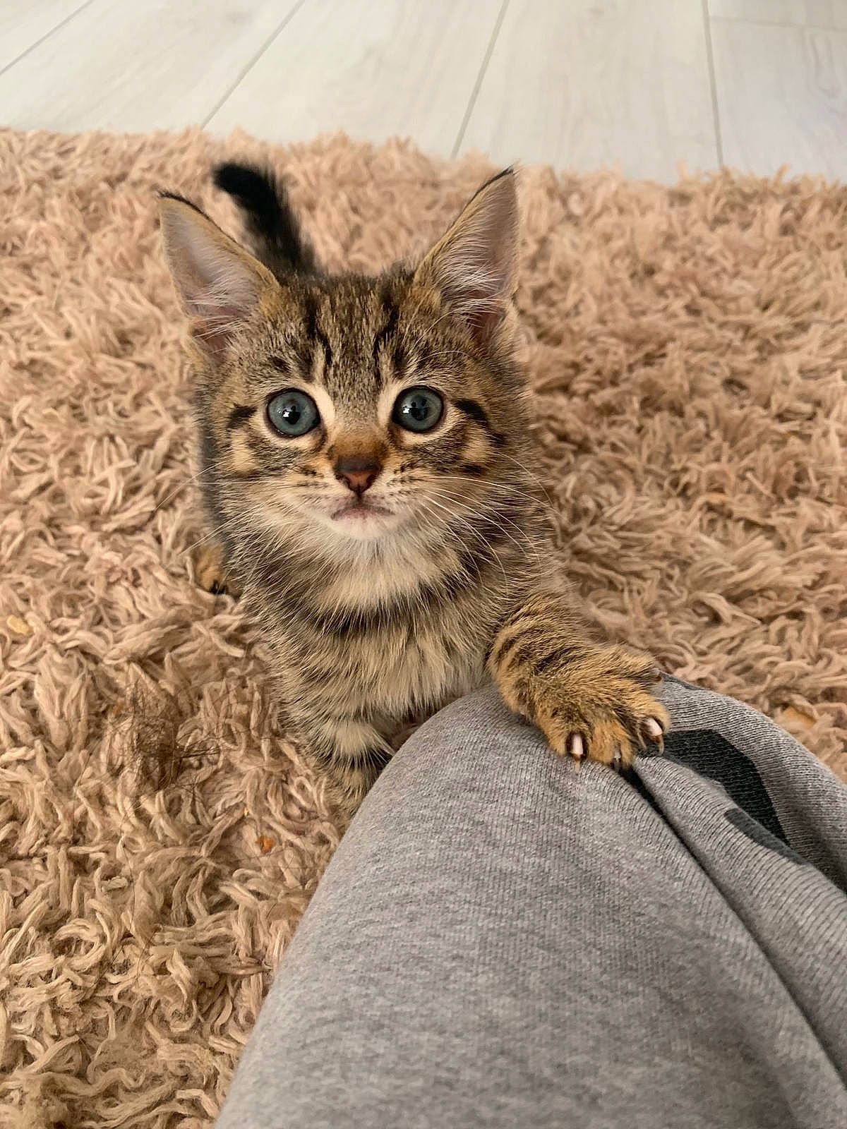 Tigger is registered to the contest to win money with this photo: beige, carnivore, cat, domestic_short_haired_cat, felidae, foot, fur, kitten, skin, small_to_medium_sized_cats, snout, tabby_cat, terrestrial_animal, toe, whiskers, wild_cat