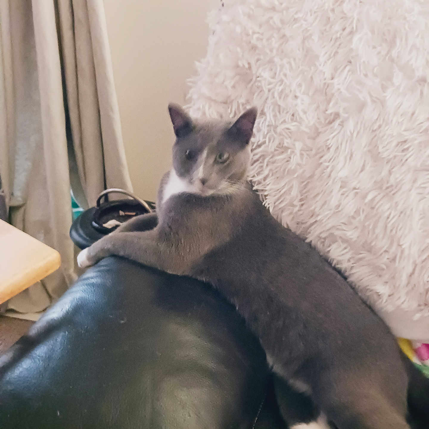 Enzo is registered to the contest to win money with this photo: abyssinian, animal, architecture, armchair, building, cat, chair, computer, couch, cushion, furniture, homedecor, indoors, kitten, linen, livingroom, manx, pet, room, siamese