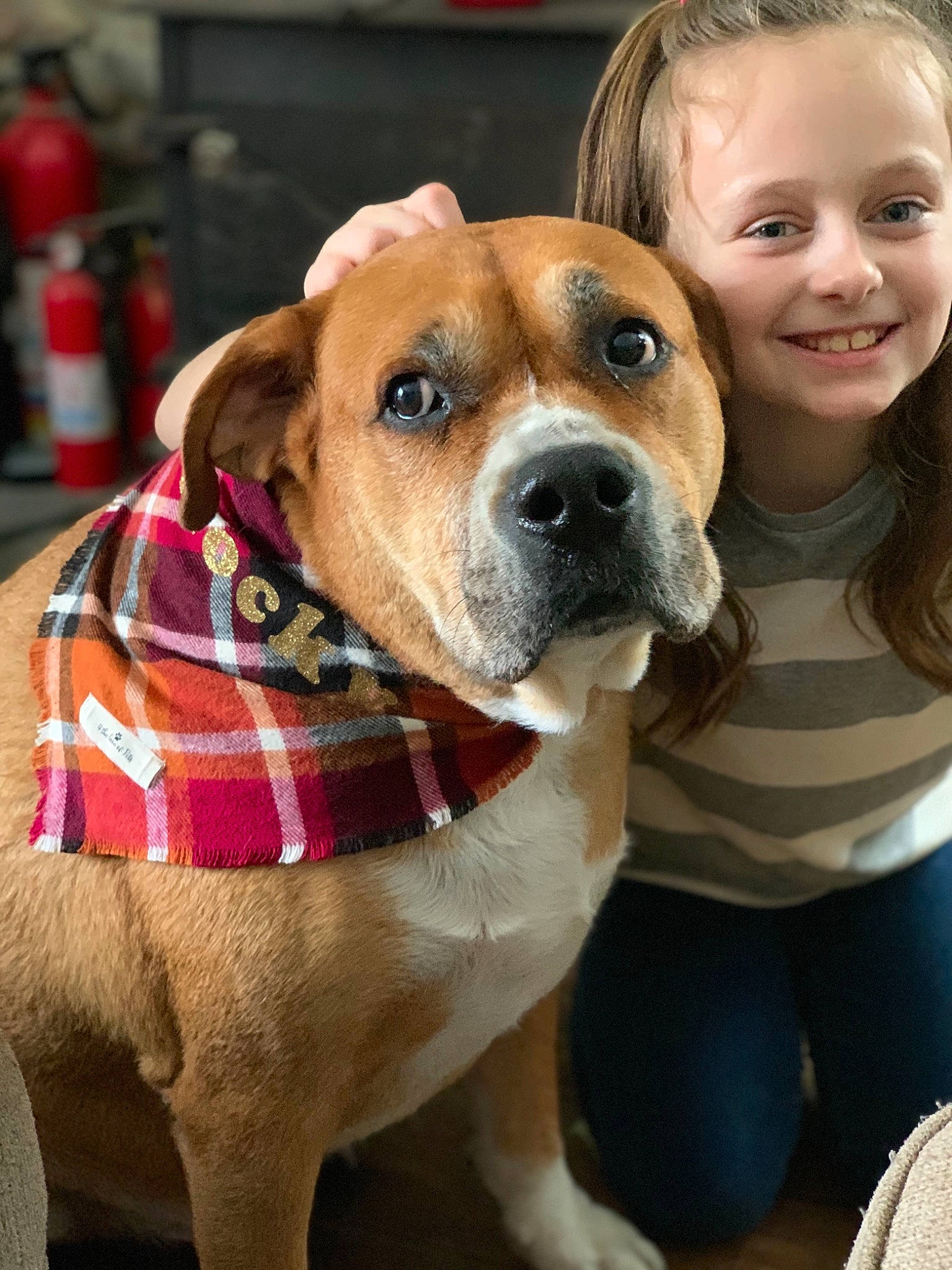 Kailyn joined the competition — help win amazing prizes! american_pit_bull_terrier, american_staffordshire_terrier, ancient_dog_breeds, canidae, carnivore, companion_dog, dog, dog_breed, fawn, joy, mammal, non_sporting_group, perro_de_presa_mallorquin, person, pit_bull, puppy, puppy_love, rare_breed_dog, snout, sporting_group