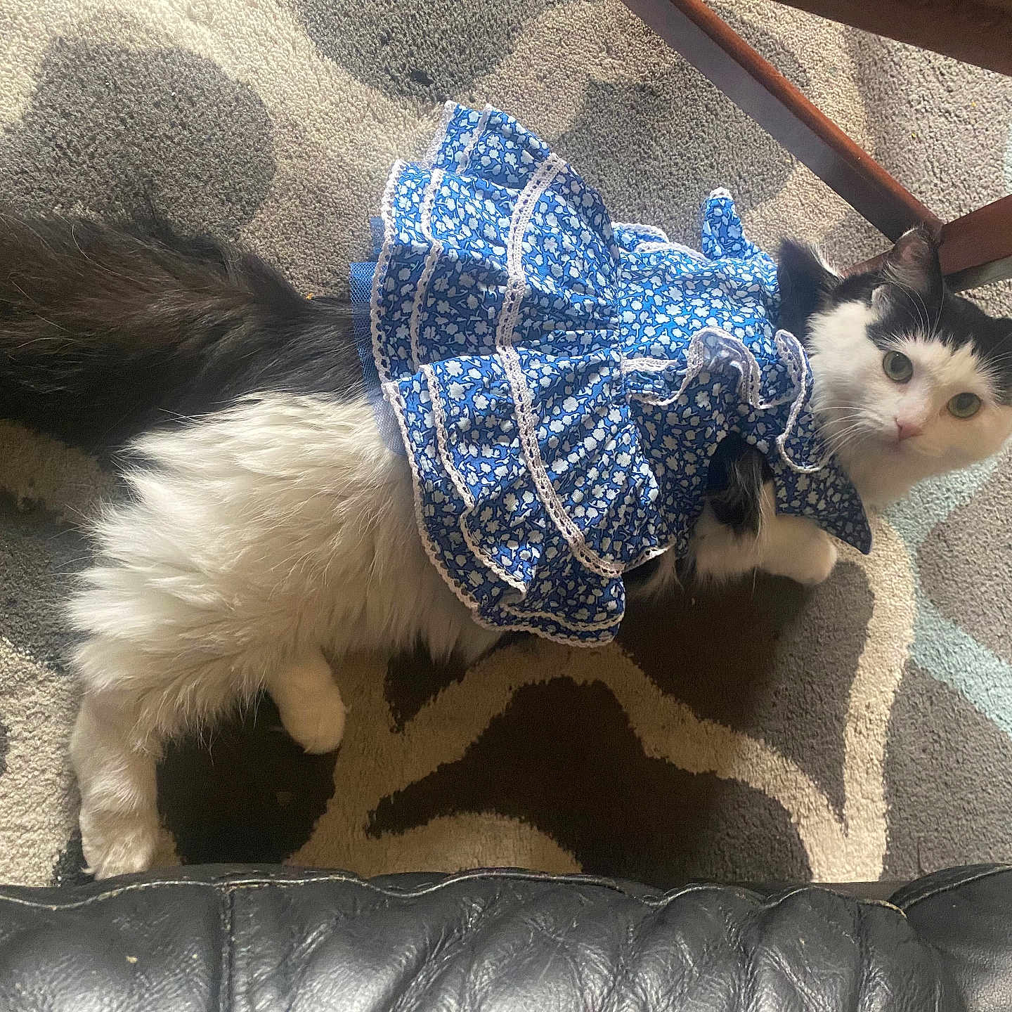 Lala is registered to the contest to win money with this photo: animal, black_and_white, blue_dress, carpet, cat, curious, cute, domestic, eyes, fabric, fluffy, furniture, indoor, lying_down, pattern, pet, portrait, soft, whiskers, wooden_chair